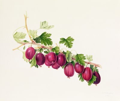 Fialový angrešt od William Hooker