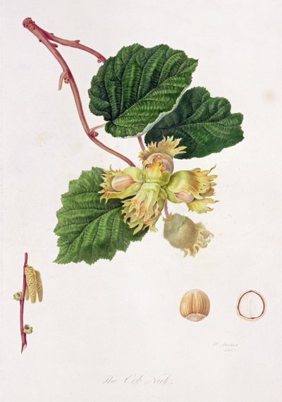 Oříšek klasu, 1816 od William Hooker