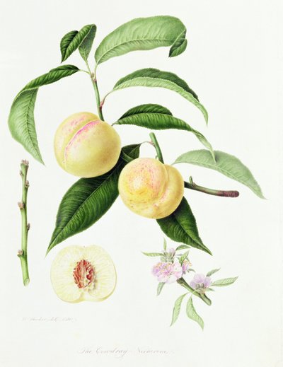 Nektarinka Conudray, 1820 od William Hooker