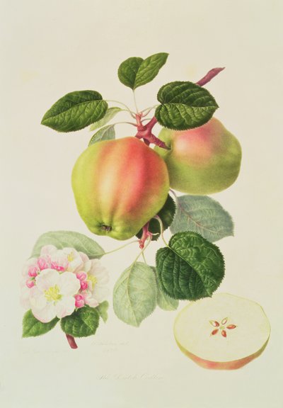 Nizozemský Codlin, 1820 od William Hooker