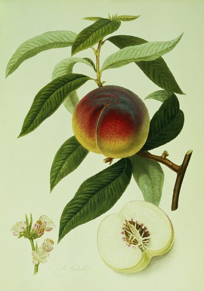 The Galande Peach (barevná litografie) od William Hooker
