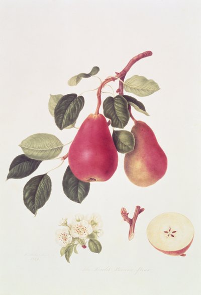 Scarlet Beurree Pear, 1819 od William Hooker