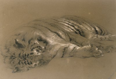 Spící tygr, 1876 (tužka a křída na papíře) od William Huggins