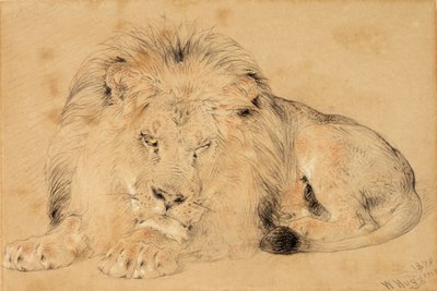 Studie lva, 1879 (křída na papíře) od William Huggins