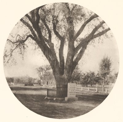 Washingtonský jilm od William J. Stillman