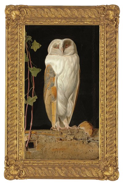 Bílá sova, 1856 od William J. Webbe or Webb