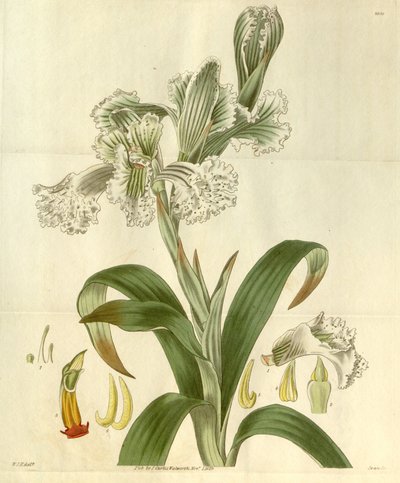 Chloraea bletioides od William Jackson Hooker