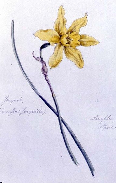 Jonquil, namalovaný v Loughtonu od William James Linton