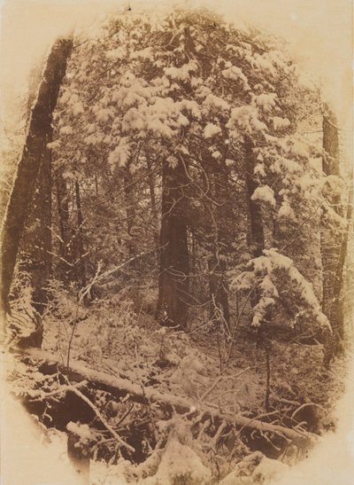Bez názvu Woods in Snow, 1859. od William James Stillman