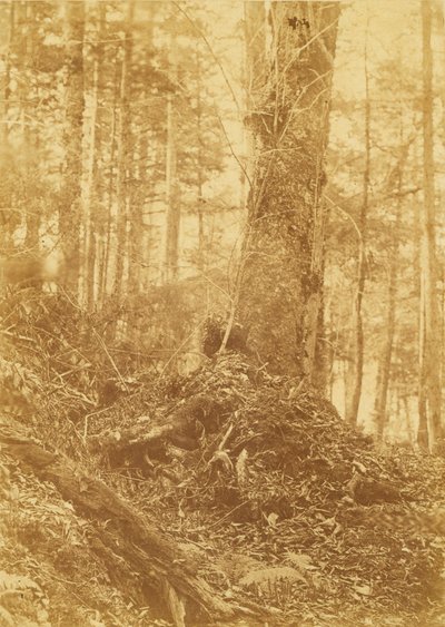 Bez názvu, z portfolia The Forest: Adirondacký les od William James Stillman