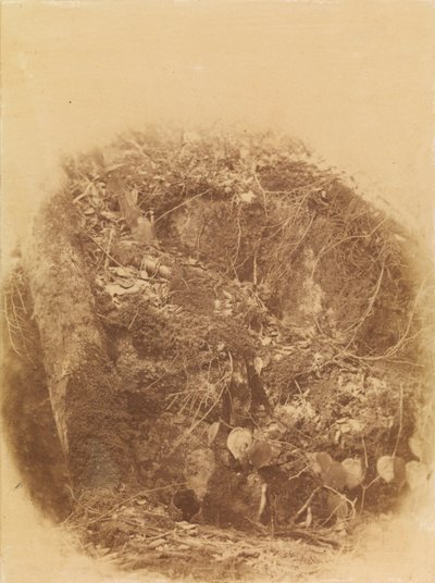 Bez názvu, z portfolia The Forest: Adirondacký les od William James Stillman