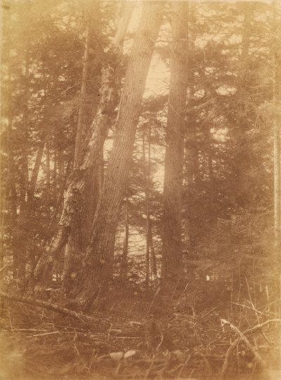 Bez názvu, z portfolia The Forest: Adirondacký les od William James Stillman