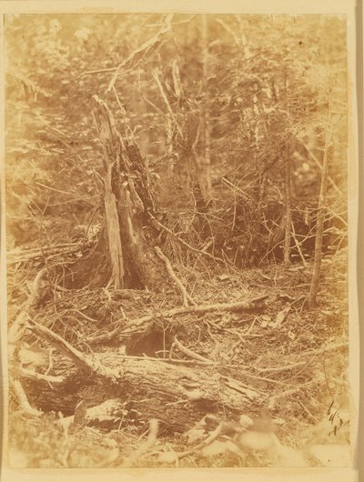Bez názvu, z portfolia The Forest: Adirondacký les od William James Stillman