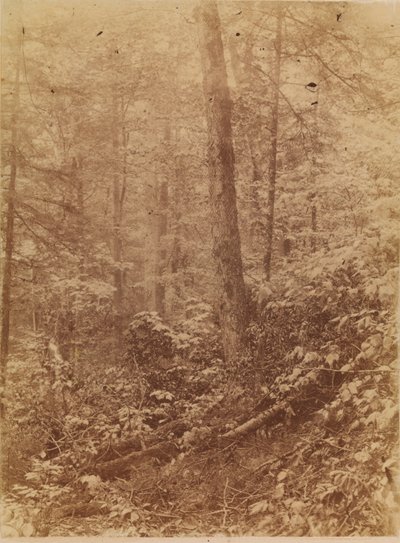 Bez názvu, z portfolia The Forest: Adirondacký les od William James Stillman