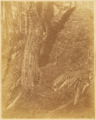 Bez názvu, z portfolia The Forest: Adirondacký les od William James Stillman