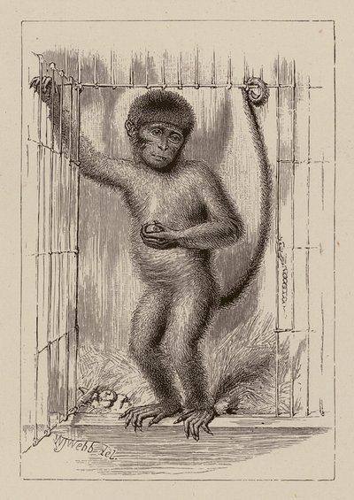 Černá opice (rytina) od William James Webbe