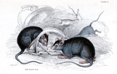 Rytina černé krysy chycené do pasti, 1838 od William Jardine