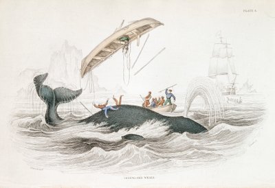 Harpuning grónské velryby, která odhodila jeden z útočících člunů, 1837 od William Jardine