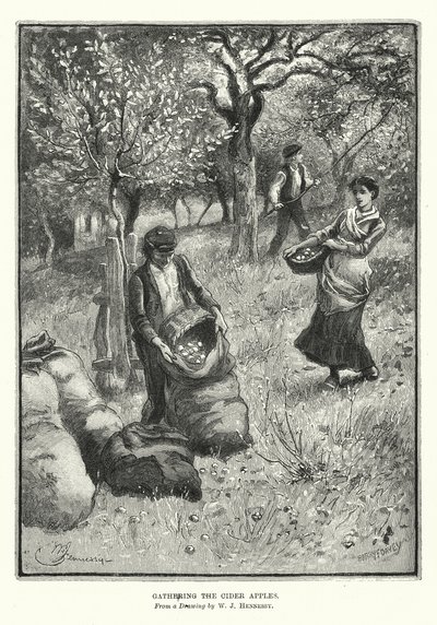 Sbírání jablek (litografie) od William John Hennessy