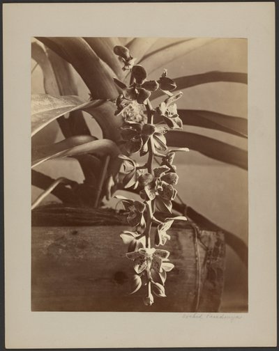 Orchideje, Cejlon od William Louis Henry Skeen