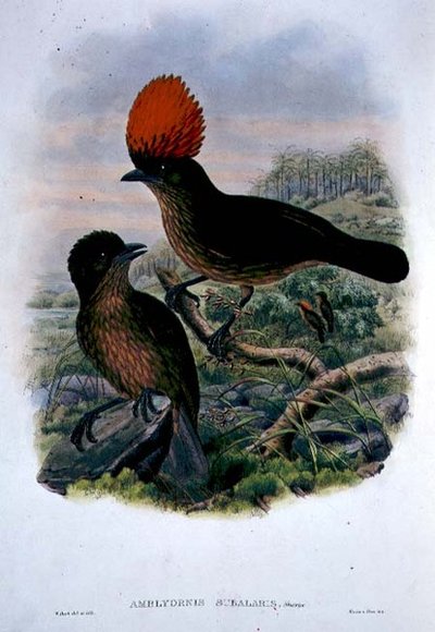 Amblyornis Subalaris (barevné lito) od William Matthew Hart
