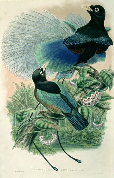 Blue Bird of Paradise (barevné lito) od William Matthew Hart