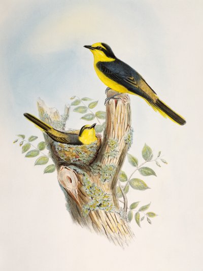 Minivet hnědý (Pericrocotus cantonensis), litografie z Birds of Asia od William Matthew Hart