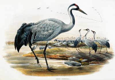 Jeřáb obecný (Grus cinerea), litografie z Birds of Great Britain od William Matthew Hart