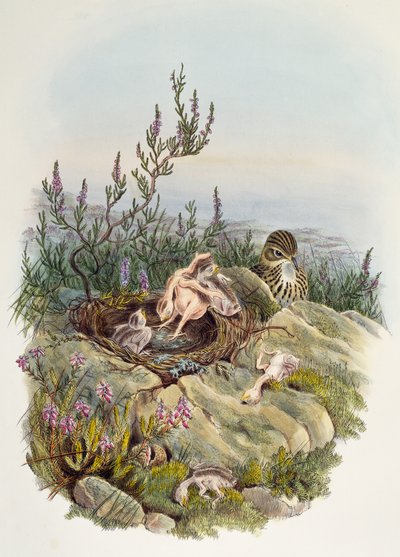 Kukačka obecná, John Gould (1804-1881), litografie William Matthew Hart (1830-1908), Spojené království od William Matthew Hart