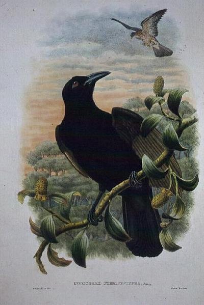 Lucocorax Pyrrhopterus, ráj nebo hedvábná vrána (litho) od William Matthew Hart