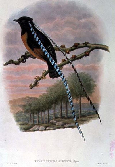 Pteridophora Alberti, král saského ráje (barevné lito) od William Matthew Hart