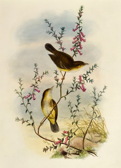 Muškař bílý (Pseudogerygone notata), rytina William Matthew Hart (1830-1908), Spojené království od William Matthew Hart