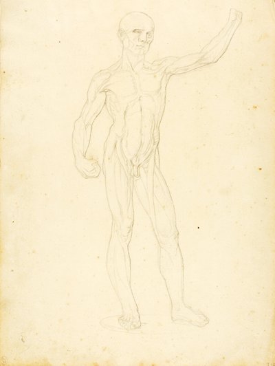 (Ecorche, pohled zepředu) od William Page