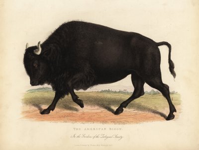 Americký bizon nebo buvol, bizon bizon. od William Smellie