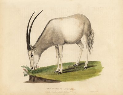 Oryx arabský nebo oryx bílý, Oryx leucoryx. Zranitelný. od William Smellie
