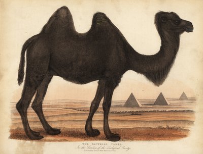 Velbloud dvouhrbý, Camelus bactrianus. od William Smellie