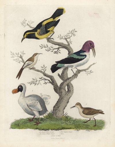 Černožlutá liána, hnědobílá liána, Certhia americana, Cayenne liána, Dacnis cayana, Dodo, Raphus cucullatus a purre nebo stint, Calidris alpina. Ručně kolorovaná mědirytina od neznámého umělce z Williama Smellie