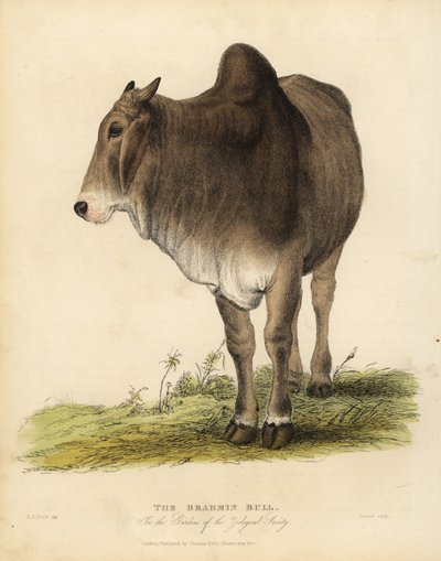 Brahma plemeno skotu zebu, Bos taurus indicus. od William Smellie
