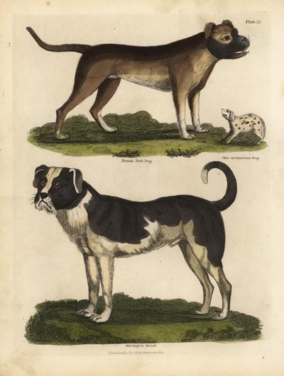 Plemena psů, Canis lupus familiaris. od William Smellie