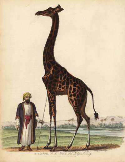 Žirafa, žirafa camelopardalis. od William Smellie