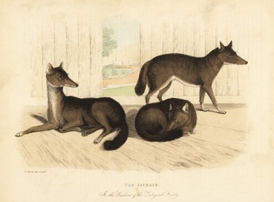 Šakal zlatý, Canis aureus. od William Smellie