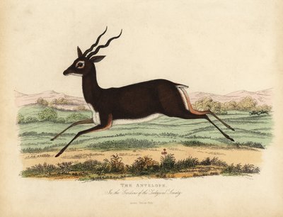 Antilopa indická nebo blackbuck, Antilope cervicapra. od William Smellie