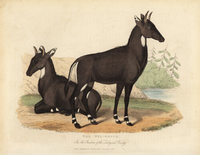 Nilgai nebo modrý býk, Boselaphus tragocamelus. od William Smellie