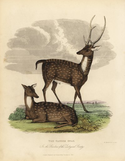 Bažinný jelen nebo lev, Rucervus duvaucelii. od William Smellie
