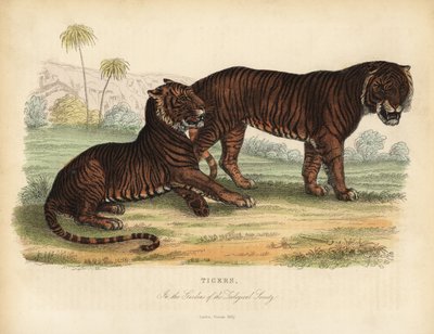 Tygr, Panthera tigris, ohrožený. od William Smellie