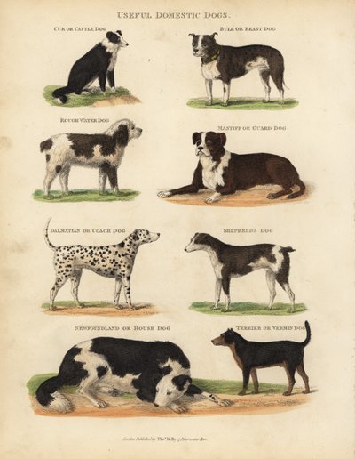 Užitečné domácí psy, Canis lupus familiaris. od William Smellie