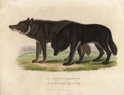 Vlci z Hudsonova zálivu, Canis lupus. od William Smellie