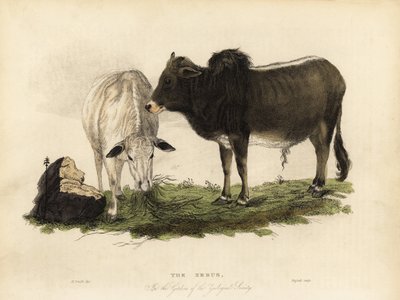 Závěsný od William Smellie