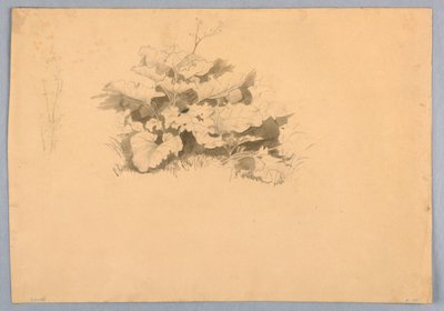 Studium listí od William Stanley Haseltine
