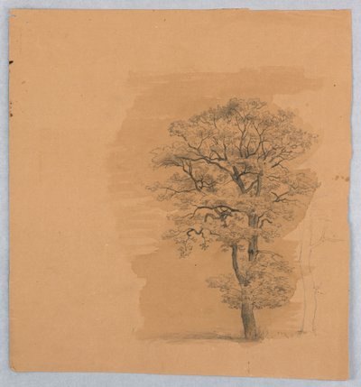 Studium listí od William Stanley Haseltine
